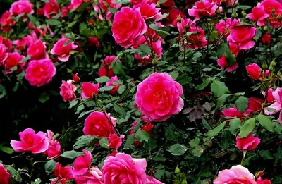 Фотка розы короля артура: идеальное сочетание цвета и формы