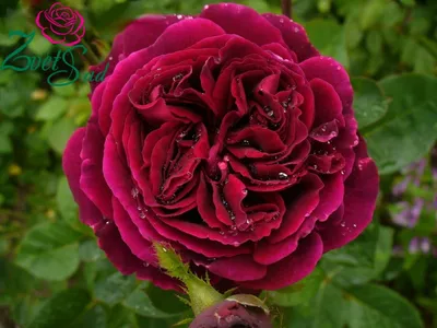 Изображение розы короля артура: воплощение изящества