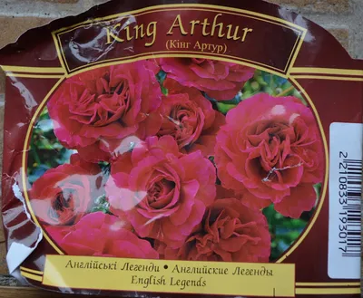 Фотка розы короля артура: насладитесь ее элегантностью