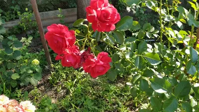 Роза король артур: живой образец роскоши