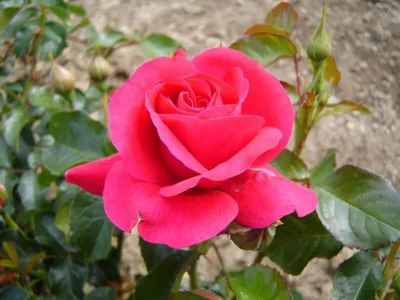 Фото розы короля артура в нежных тонах