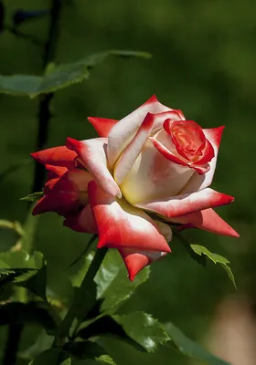 Изображение розы короля артура: добавьте элегантности в свою жизнь