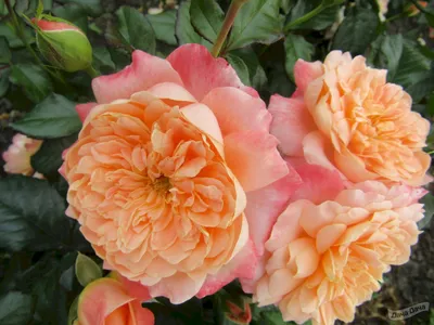 Роза король артур: изображение, олицетворяющее силу и красоту природы