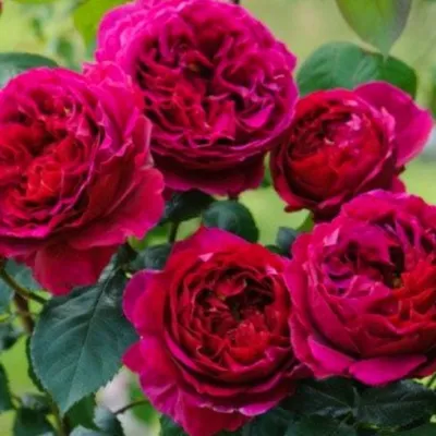 Роза король артур: красота и великолепие на вашем экране