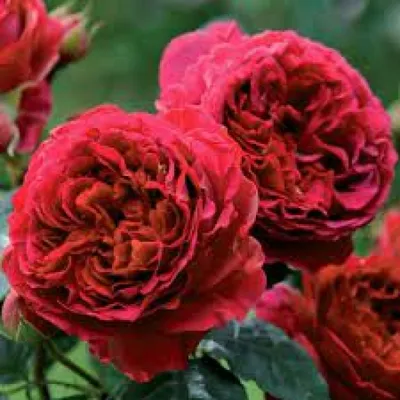 Роза король артур: фотография со страстью и элегантностью