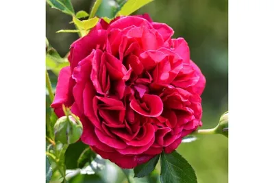 Изображение розы короля артура: погрузитесь в мир роскоши