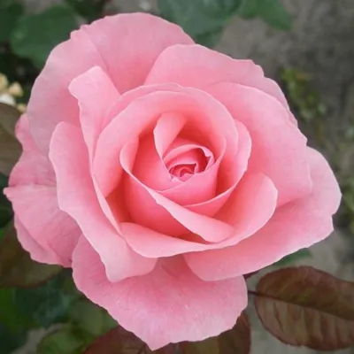 Роза королева елизавета в высоком разрешении в формате jpg