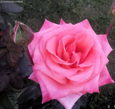 Красивая картина розы королевы елизаветы для скачивания