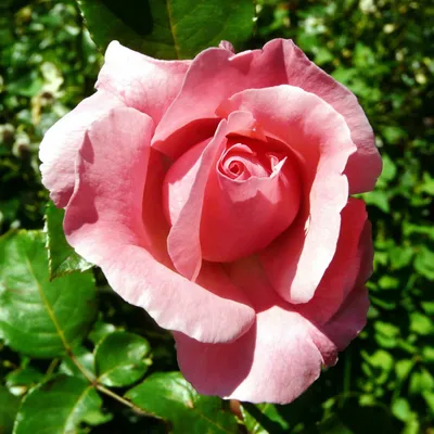 Прекрасная роза королевы елизаветы на фото