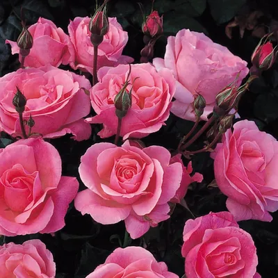 Великолепный снимок розы королевы елизаветы