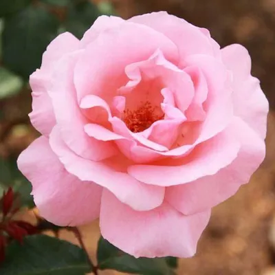 Чудесная фотография розы королевы елизаветы для вдохновения