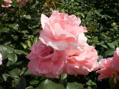 Прекрасное изображение розы королевы елизаветы в формате jpg