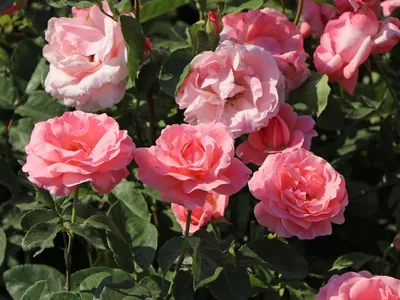 Фотка розы королевы елизаветы в высоком разрешении