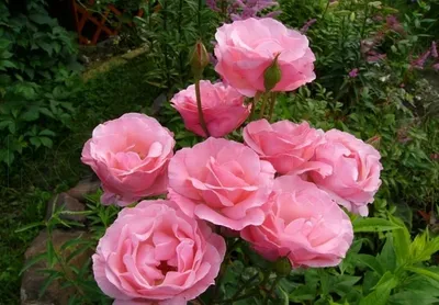 Уникальное фото розы королевы елизаветы в формате webp