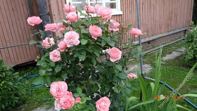 Фото розы королевы елизаветы в формате webp для скачивания
