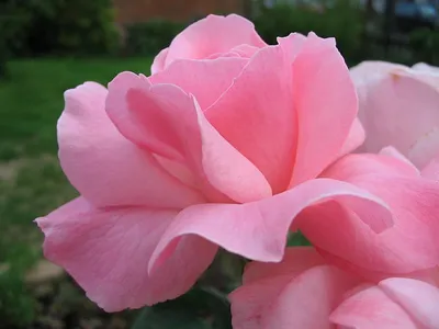Восхитительный снимок розы королевы елизаветы в png формате