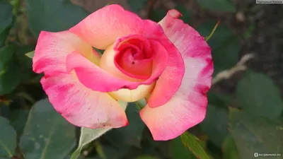 Удивительная фотография розы королевы елизаветы – настоящее произведение искусства