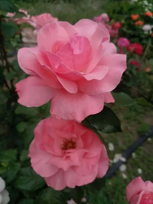 Изумительная роза королевы елизаветы на фото