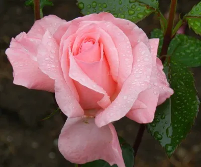 Фото розы королевы елизаветы в высоком качестве