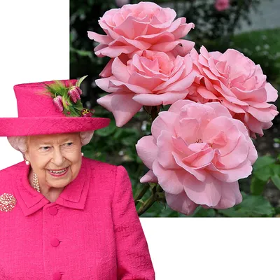 Фантастическое изображение розы королевы елизаветы