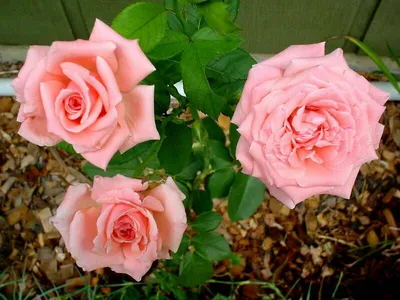 Изображение розы королевы елизаветы в формате jpg для скачивания