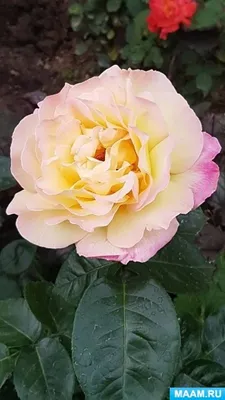 Потрясающая фотография розы королевы елизаветы в png формате