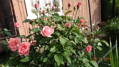 Удивительное изображение розы королевы елизаветы в формате webp