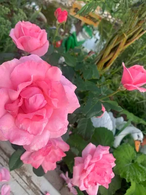 Роза королевы елизаветы: прекрасный объект для фотосессии
