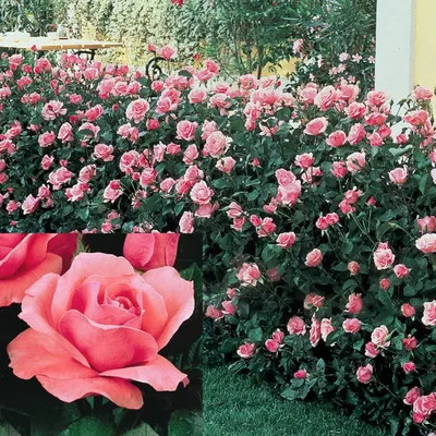 Фотография королевы елизаветы в формате jpg – неповторимая красота розы