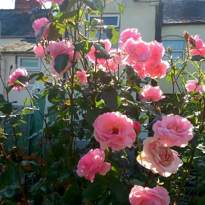 Высококачественная фотография розы королевы елизаветы в png формате