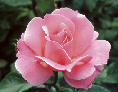 Фото розы королевы елизаветы – нежное чудо природы