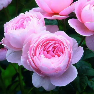 Красивая роза королева швеции в формате jpg