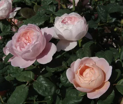 Изображение розы королевы швеции в формате webp