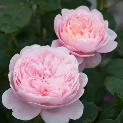 Великолепная фотография розы королевы швеции