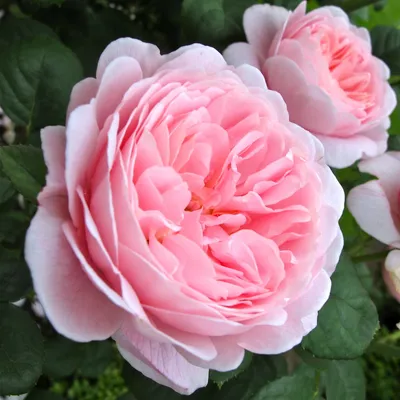 Роза королевы швеции в уникальном формате jpg