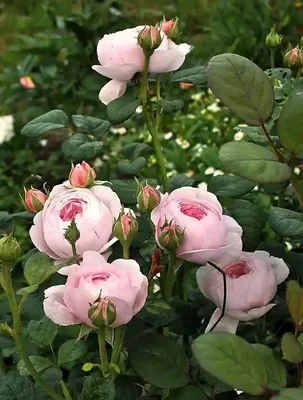 Стрiking фото розы королевы швеции, можно скачать в png