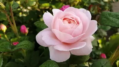 Вдохновляющая роза королевы швеции для вас