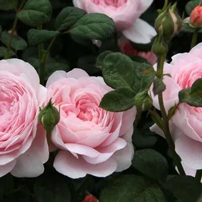 Уникальное изображение розы королевы швеции в png