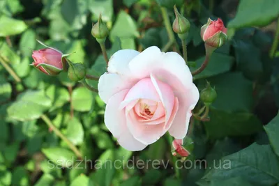 Фотография розы королевы швеции в инновационном формате webp
