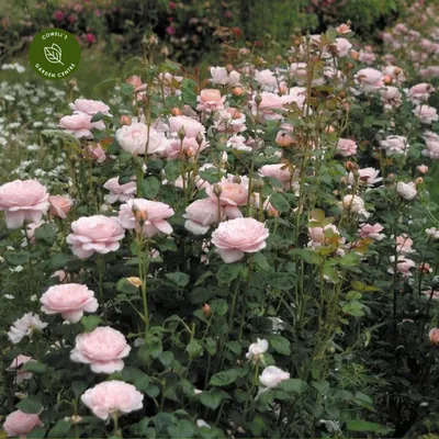 Уникальное фото розы королевы швеции в формате jpg