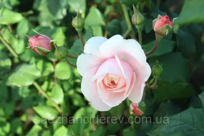 Фотография розы королевы швеции в png формате для скачивания