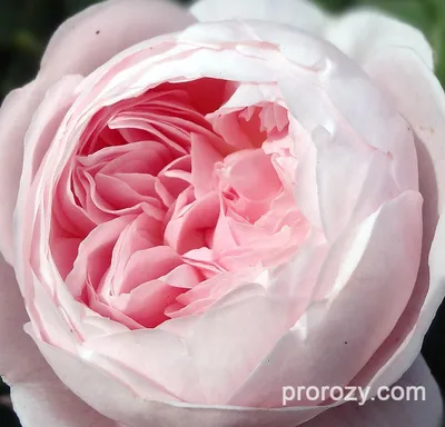 Изысканная роза королевы швеции доступна для загрузки