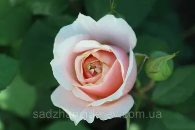 Инновационное изображение розы королевы швеции в формате webp