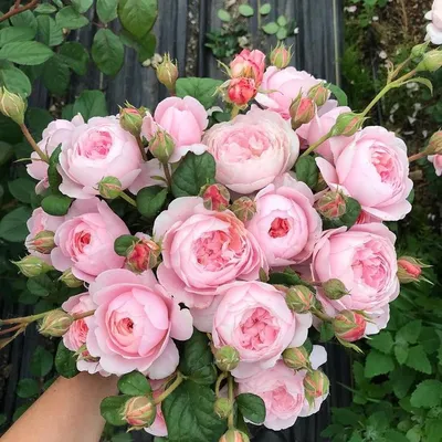 Фотография розы королевы швеции для скачивания в webp