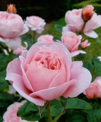 Красивое фото розы королевы швеции для вашего вдохновения