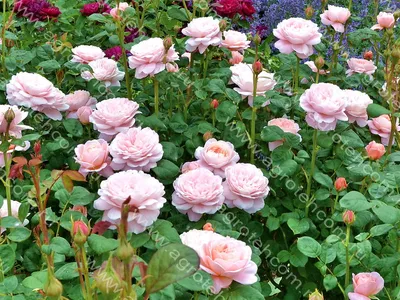 Роза королевы швеции в формате png для ваших потребностей