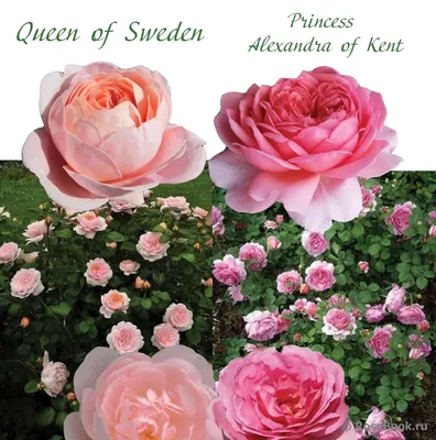 Загадочная роза королевы швеции для загрузки в webp