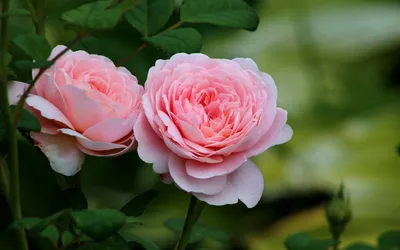 Впечатляющая фотография розы королевы швеции