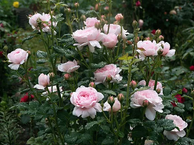 Уникальное изображение розы королевы швеции в формате jpg