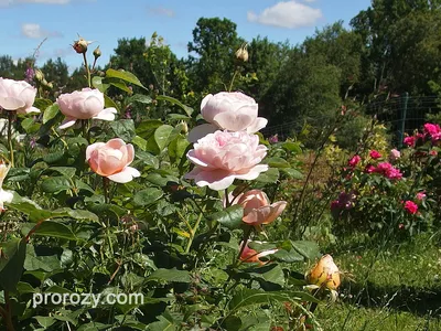 Фото розы королевы швеции в png формате для скачивания